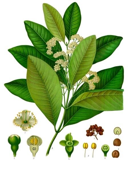 Lámina coloreada de la pimienta con la rama en flor y los cortes del fruto.