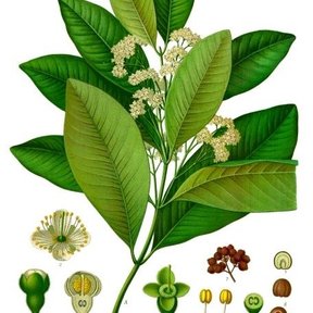 Lámina coloreada de la pimienta con la rama en flor y los cortes del fruto.