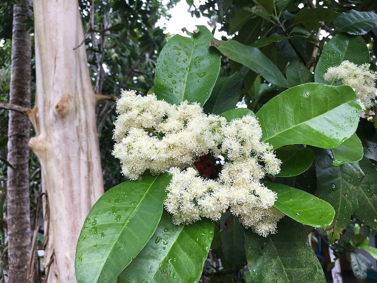 Racimo de flores blancas de pimienta abierto en la punta de una rama.