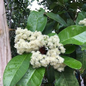Racimo de flores blancas de pimienta abierto en la punta de una rama.