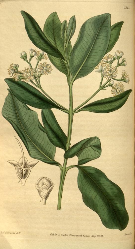 Lámina antigua de la pimienta gorda con la rama en flor y el corte del fruto.