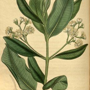 Lámina antigua de la pimienta gorda con la rama en flor y el corte del fruto.