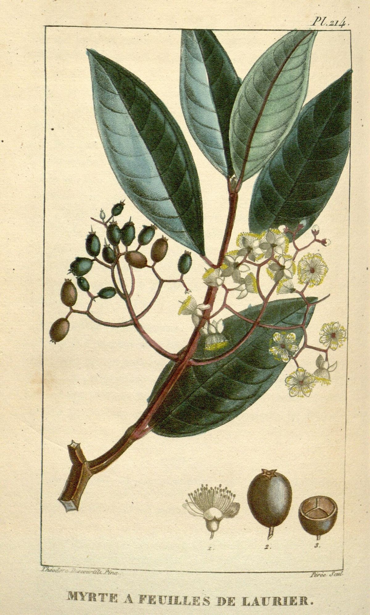 Grabado coloreado de una rama de pimienta gorda con flores y frutos.