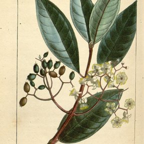 Grabado coloreado de una rama de pimienta gorda con flores y frutos.