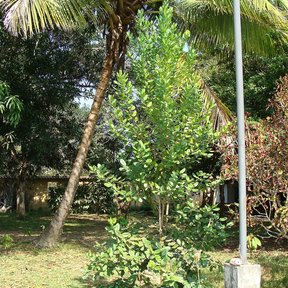 Pimienta gorda de copa densa y baja en un solar, entre palmas y otros árboles.