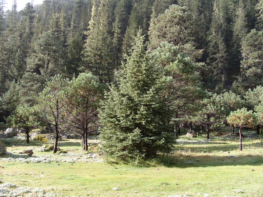 Pinabetes jóvenes de copa cónica en un valle de pasto, con el bosque detrás.