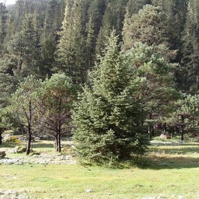 Pinabetes jóvenes de copa cónica en un valle de pasto, con el bosque detrás.