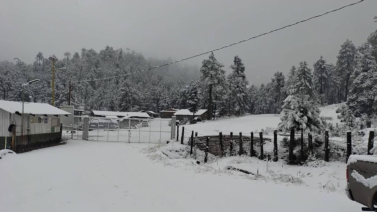 Pinabetes cubiertos de nieve junto a unas construcciones, en la sierra.