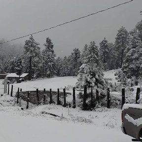 Pinabetes cubiertos de nieve junto a unas construcciones, en la sierra.