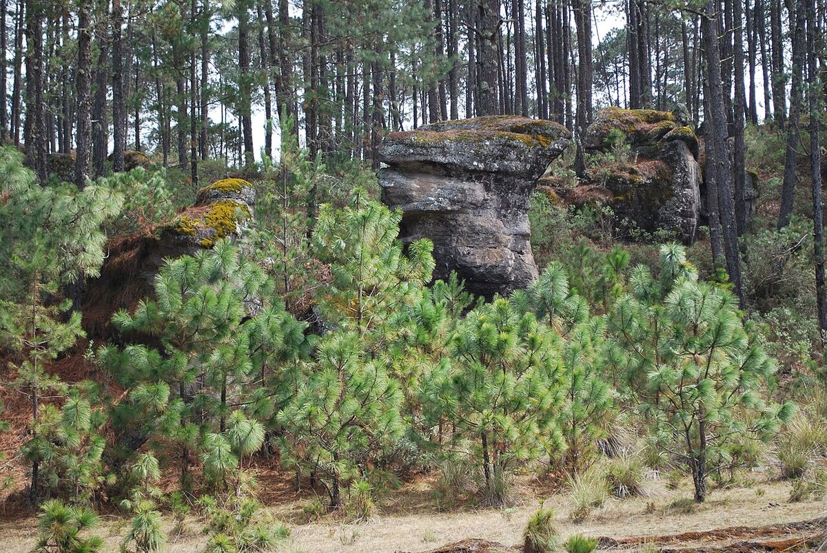 Bosque de pino moctezuma con peñascos cubiertos de musgo entre los troncos.