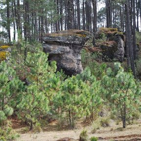 Bosque de pino moctezuma con peñascos cubiertos de musgo entre los troncos.