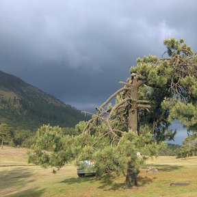 Pino moctezuma de ramas abiertas en un claro de pasto, bajo un cielo cargado.