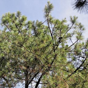 Copa de pino moctezuma con las acículas largas recortada contra el cielo.