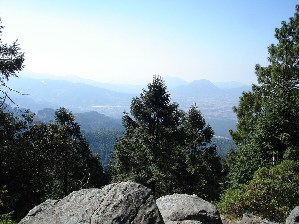 Pinos moctezuma en una cresta rocosa, con la sierra y el valle al fondo.