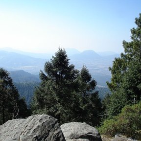 Pinos moctezuma en una cresta rocosa, con la sierra y el valle al fondo.