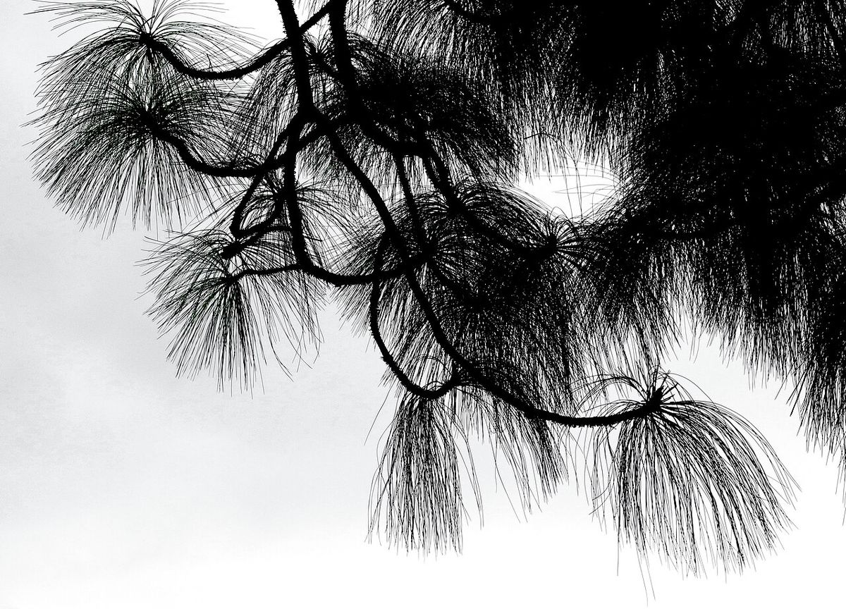 Acículas largas y colgantes de pino moctezuma fotografiadas en blanco y negro.