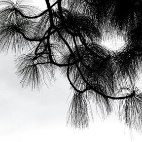 Acículas largas y colgantes de pino moctezuma fotografiadas en blanco y negro.