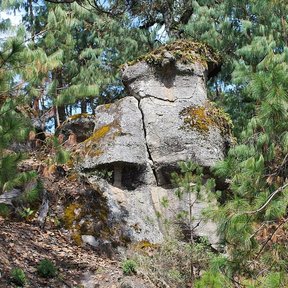 Peñasco de roca clara rodeado de pinos patula en una ladera.