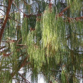 Acículas largas y colgantes de pino patula, verdes con las vainas rojizas.