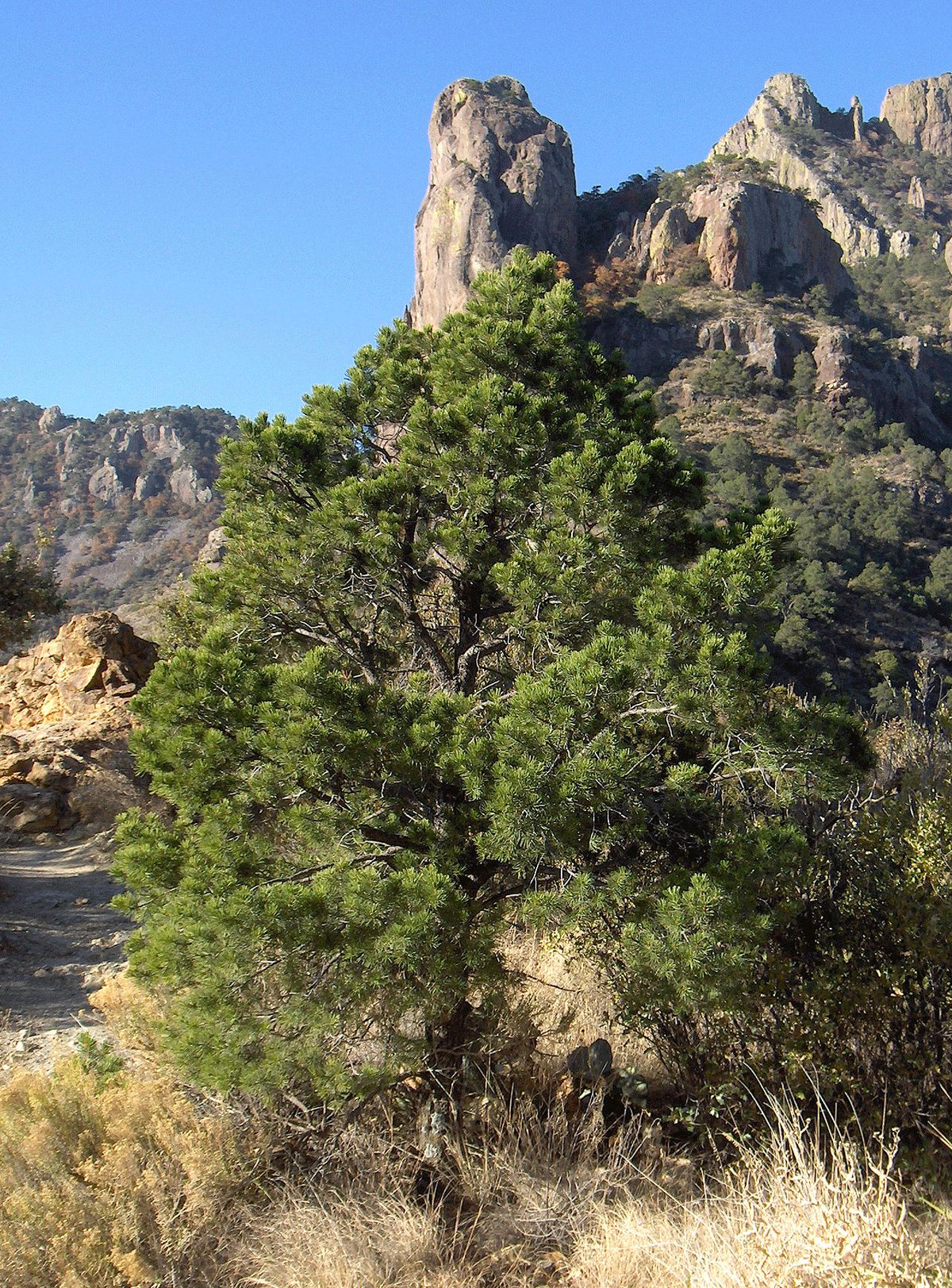 Pino piñonero de copa densa en una ladera pedregosa, con farallones detrás.