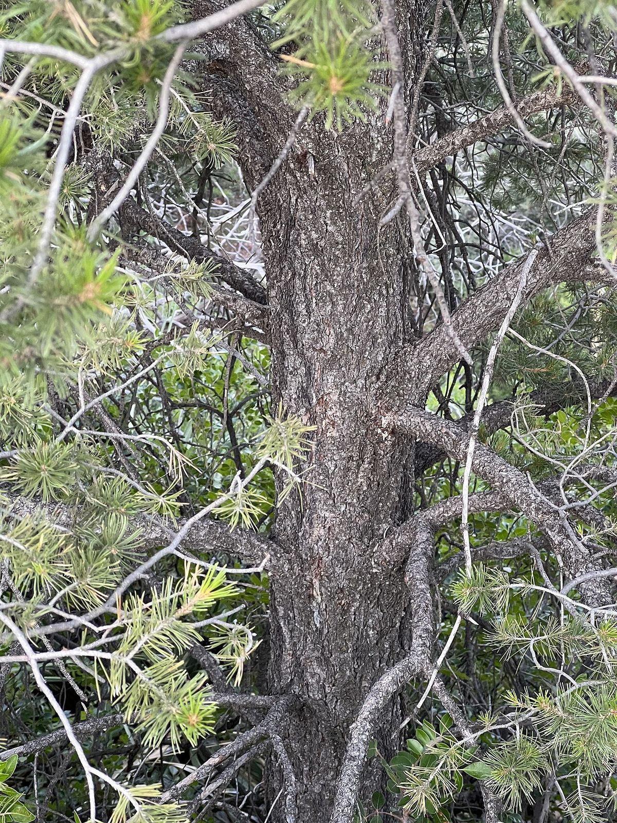 Tronco de pino piñonero con la corteza fisurada entre las ramas.