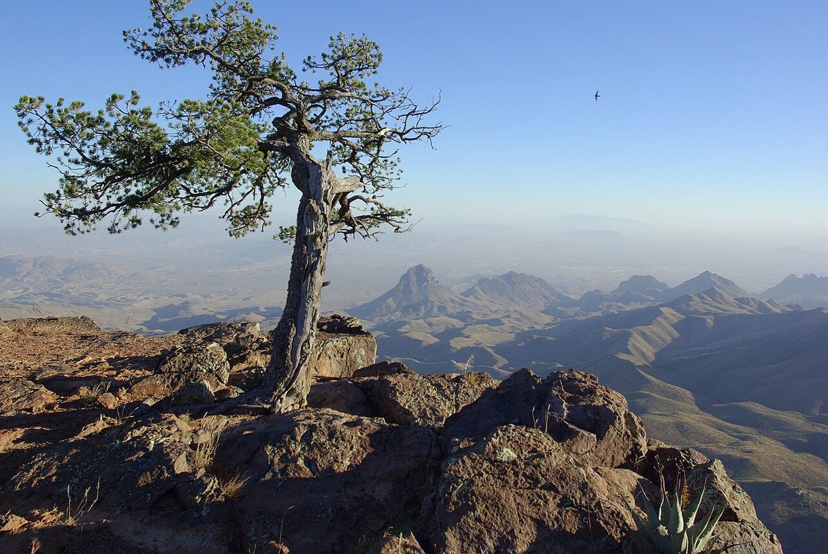 Pino piñonero solitario en la cima de un risco, con el valle abajo.