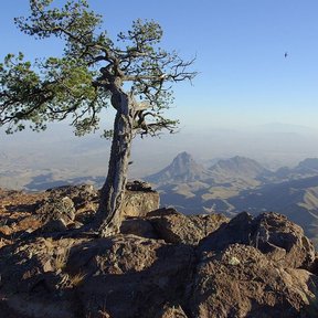 Pino piñonero solitario en la cima de un risco, con el valle abajo.