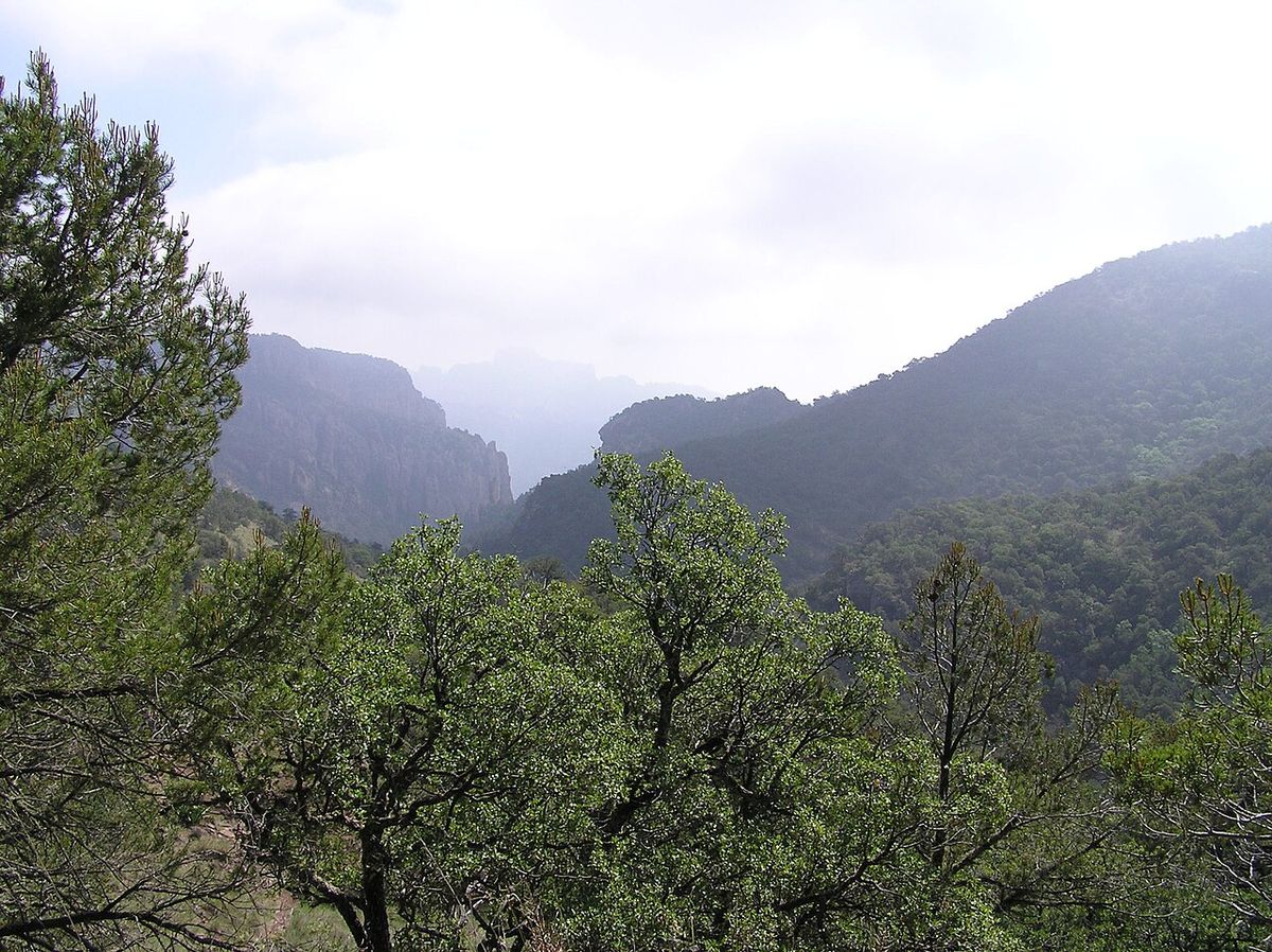 Ladera cubierta de pinos piñoneros bajo un cielo cargado de neblina.