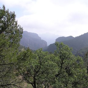 Ladera cubierta de pinos piñoneros bajo un cielo cargado de neblina.