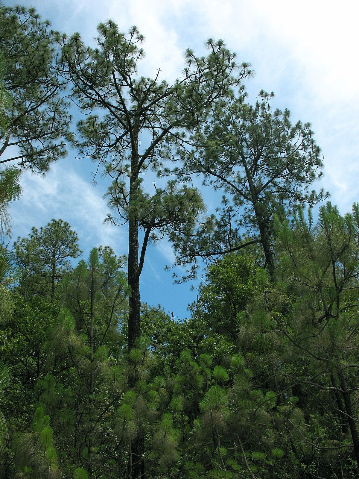 Pinos reales altos y delgados asomando sobre el bosque, contra el cielo.