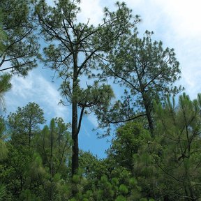 Pinos reales altos y delgados asomando sobre el bosque, contra el cielo.