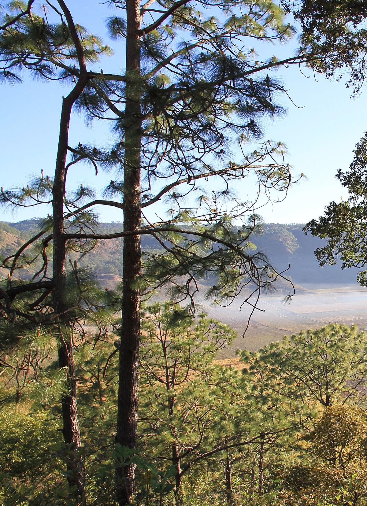 Pinos reales en una ladera, con el valle seco y la sierra al fondo.