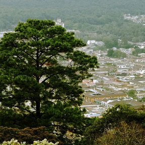 Pino real de copa cónica sobre una loma, con un pueblo blanco al fondo.