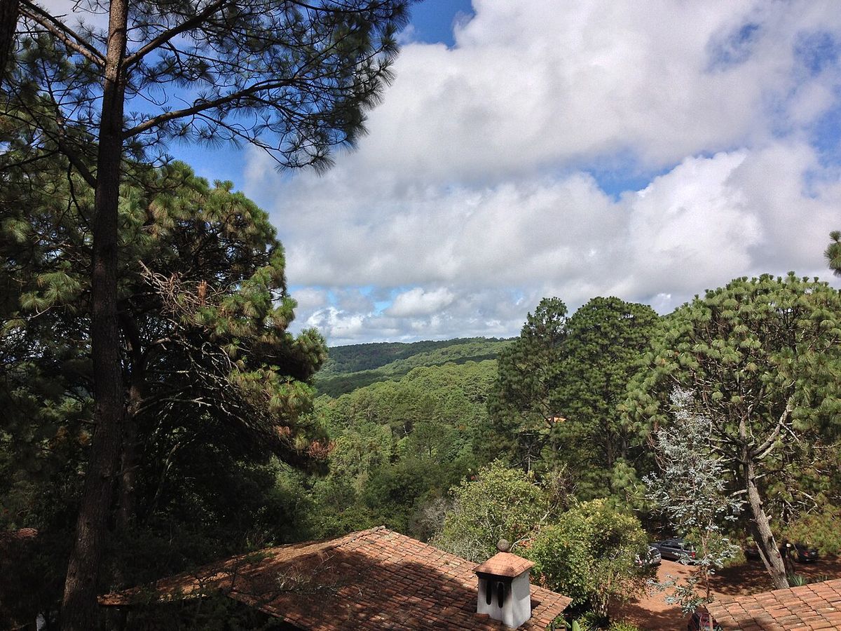 Pinos reales sobre los tejados de un pueblo, con el valle boscoso al fondo.