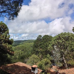 Pinos reales sobre los tejados de un pueblo, con el valle boscoso al fondo.