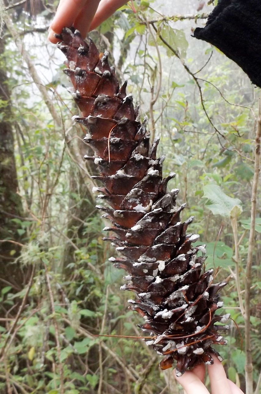 Una mano sostiene un cono largo y resinoso de ayacahuite todavía en la rama.