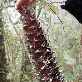 Una mano sostiene un cono largo y resinoso de ayacahuite todavía en la rama.