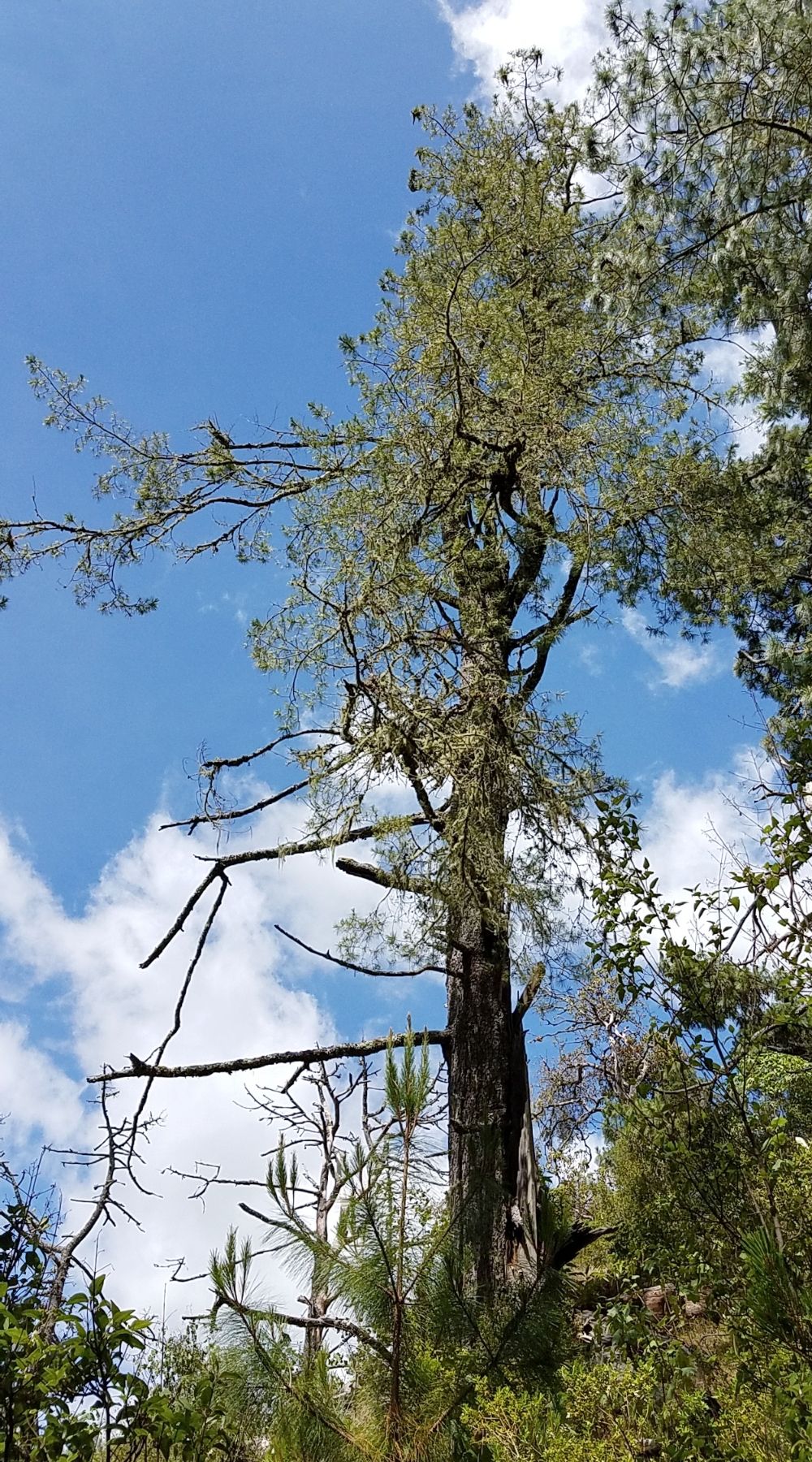 Ayacahuite alto y de ramas ralas recortado contra un cielo con nubes.