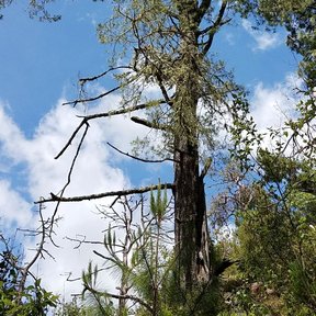 Ayacahuite alto y de ramas ralas recortado contra un cielo con nubes.