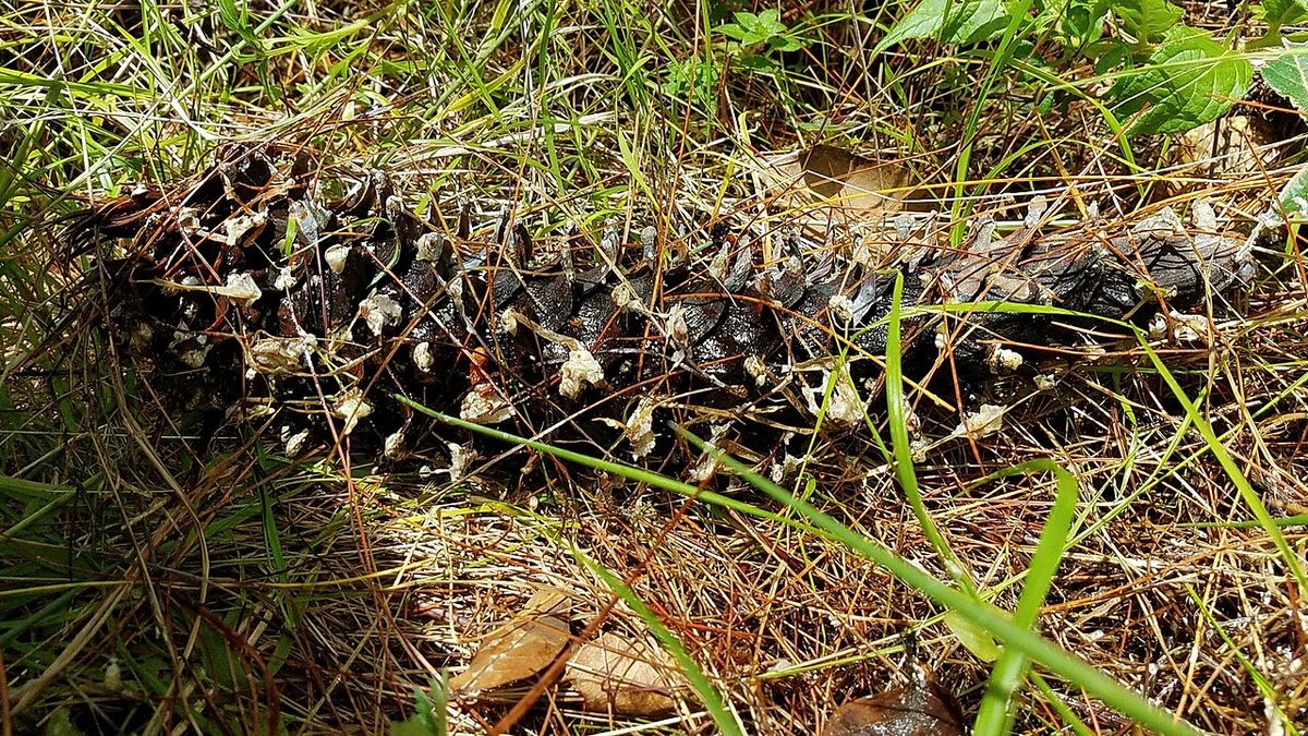 Conos secos y acículas caídas de ayacahuite sobre el suelo del bosque.