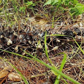 Conos secos y acículas caídas de ayacahuite sobre el suelo del bosque.