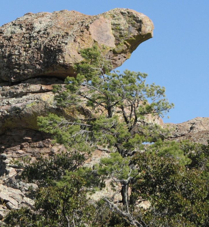 Ocote chino creciendo entre peñascos redondeados, con el cielo azul detrás.