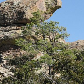 Ocote chino creciendo entre peñascos redondeados, con el cielo azul detrás.