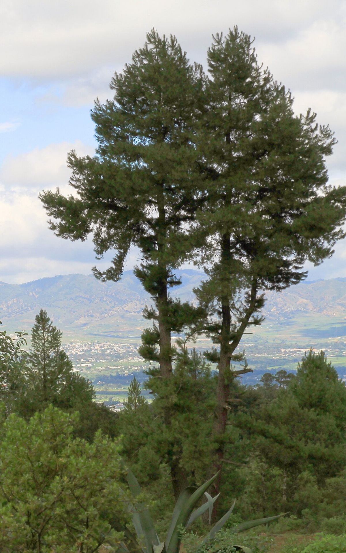 Ocote chino de copa alta y rala sobre una loma, con el valle al fondo.