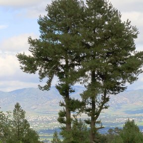 Ocote chino de copa alta y rala sobre una loma, con el valle al fondo.