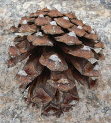 Cono ovoide y leñoso de ocote chino visto de cerca sobre la roca.