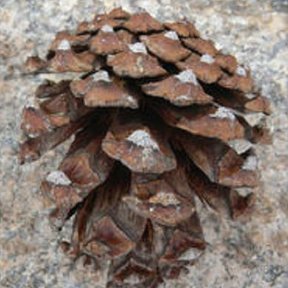 Cono ovoide y leñoso de ocote chino visto de cerca sobre la roca.