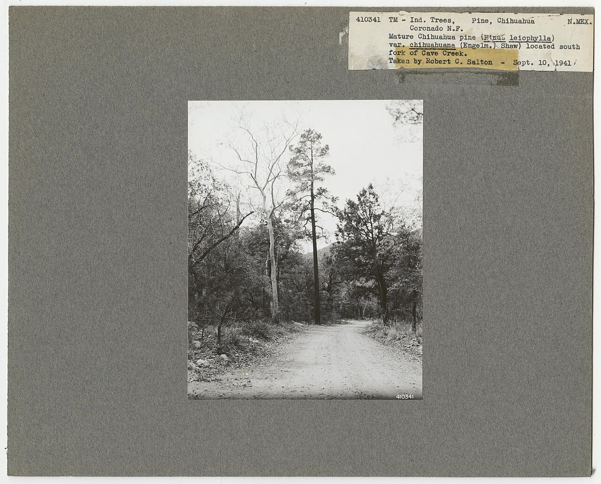 Fotografía antigua montada en cartón de un camino entre pinos, con su ficha.