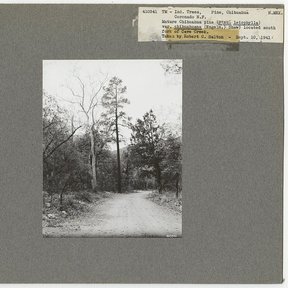 Fotografía antigua montada en cartón de un camino entre pinos, con su ficha.