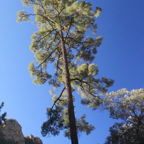 Ocote chino alto y derecho recortado contra un cielo azul profundo.